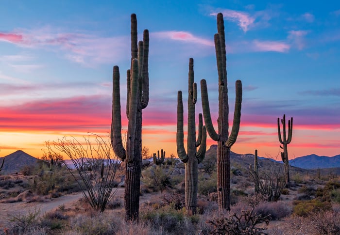 AdobeStock_392335209_Arizona cactus AdobeStock_392335209_Arizona cactus